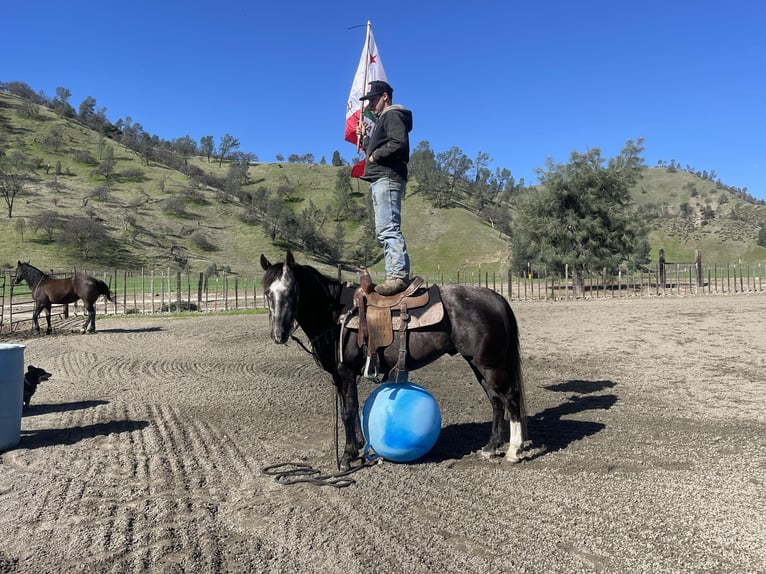 American Quarter Horse Gelding 4 years 14,3 hh Gray in Paicines CA