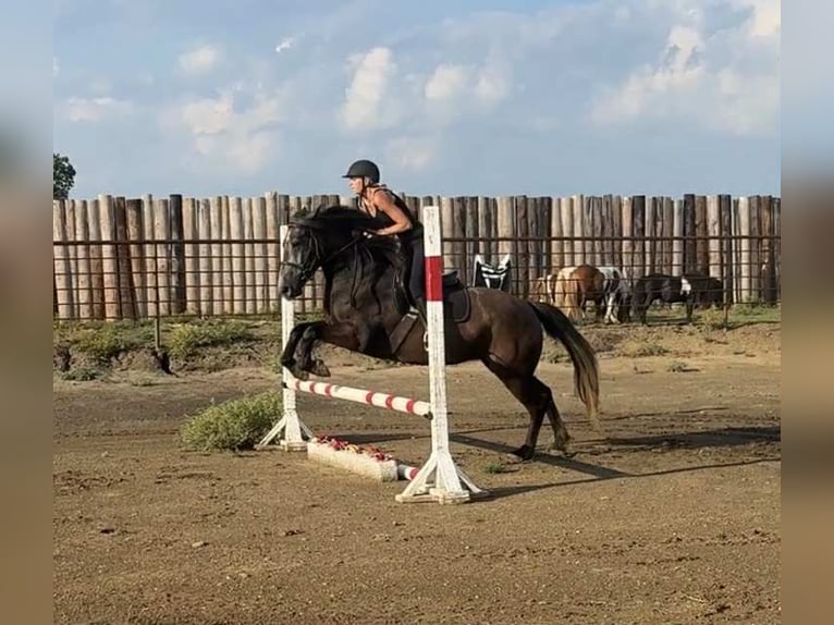 American Quarter Horse Gelding 4 years 14,3 hh Grey-Dapple in Jacksboro, TX