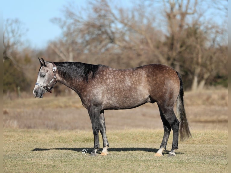 American Quarter Horse Gelding 4 years 14.3 hh Grey in Buffalo