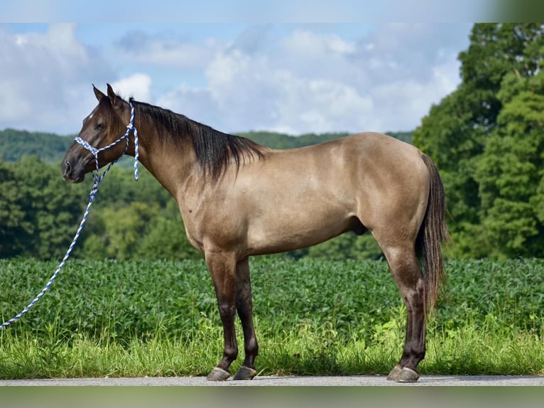 American Quarter Horse Gelding 4 years 14,3 hh Grullo in Crab Orchard, KY