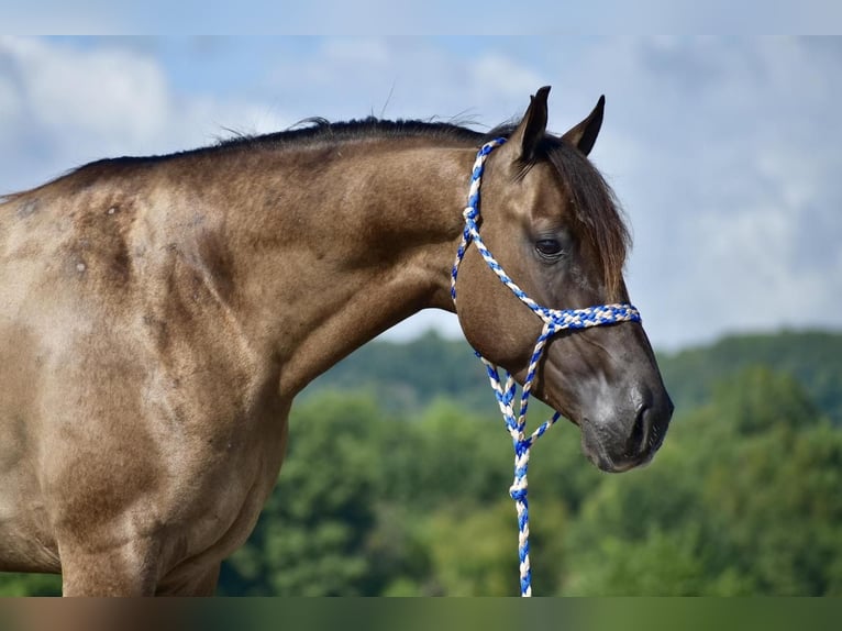 American Quarter Horse Gelding 4 years 14,3 hh Grullo in Crab Orchard, KY