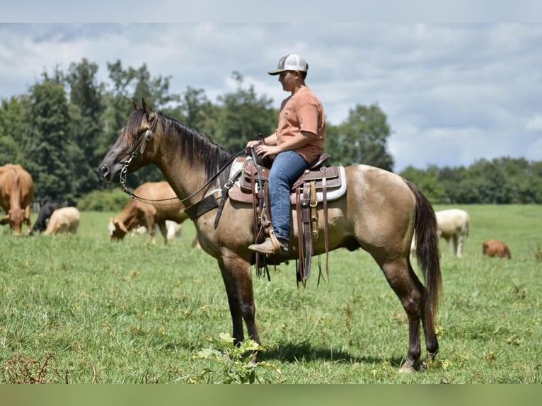 American Quarter Horse Gelding 4 years 14,3 hh Grullo in Crab Orchard, KY