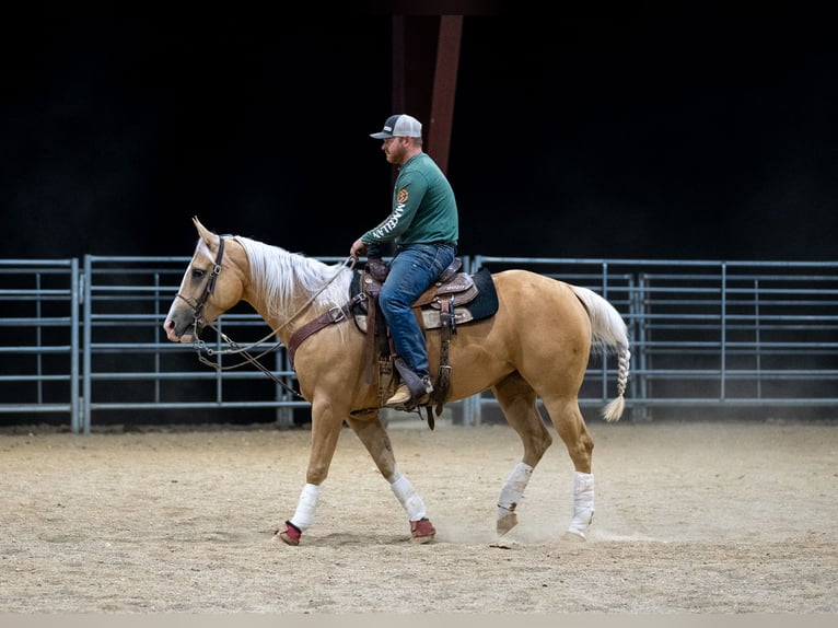 American Quarter Horse Gelding 4 years 14,3 hh Palomino in Marshfield