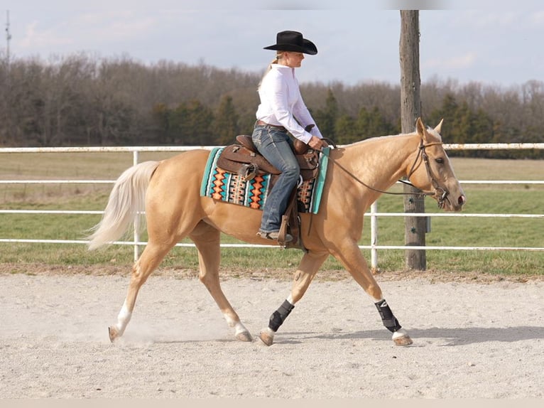 American Quarter Horse Gelding 4 years 14,3 hh Palomino in Marshfield