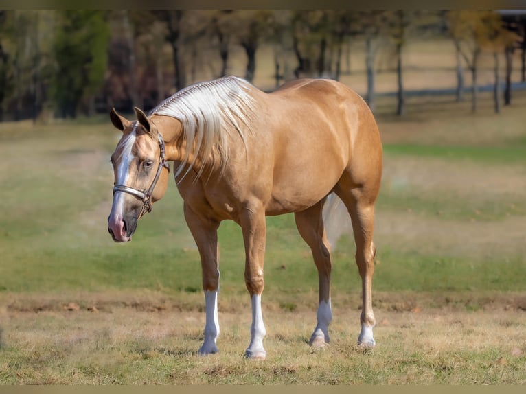 American Quarter Horse Gelding 4 years 14,3 hh Palomino in Marshfield