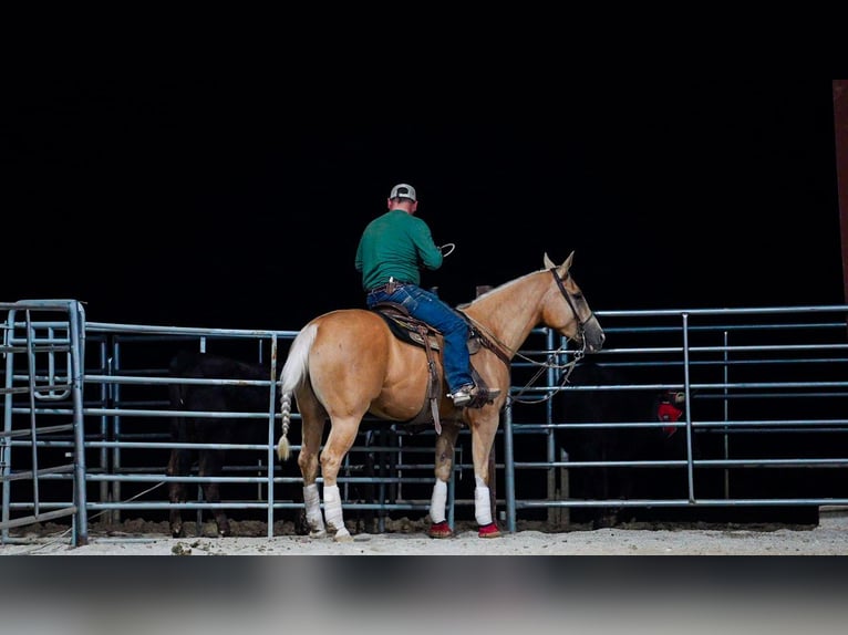 American Quarter Horse Gelding 4 years 14,3 hh Palomino in Marshfield