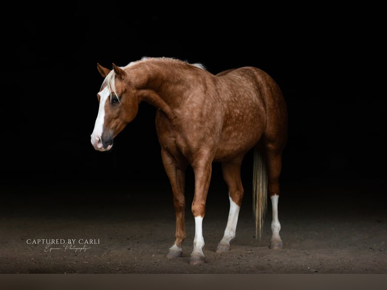 American Quarter Horse Gelding 4 years 14,3 hh Palomino in Lewistown