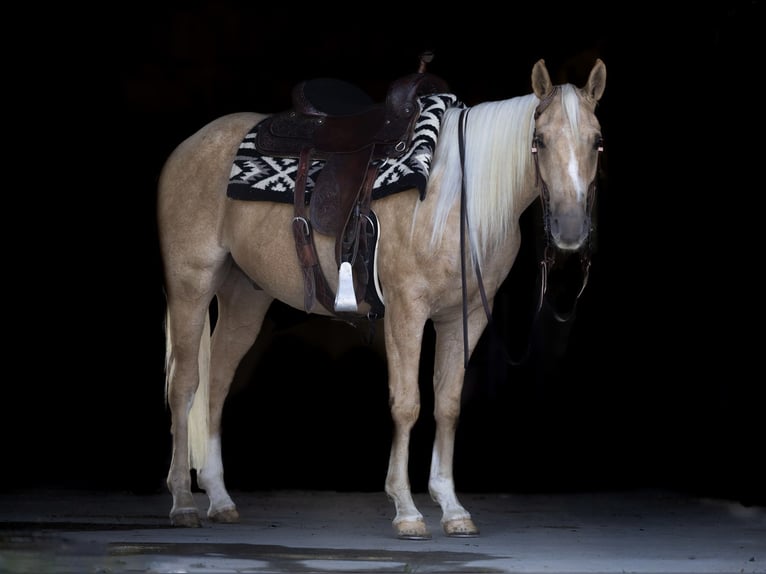 American Quarter Horse Gelding 4 years 14,3 hh Palomino in Millerstown