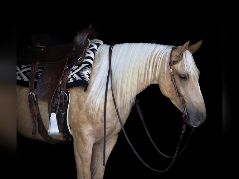 American Quarter Horse Gelding 4 years 14,3 hh Palomino in Millerstown