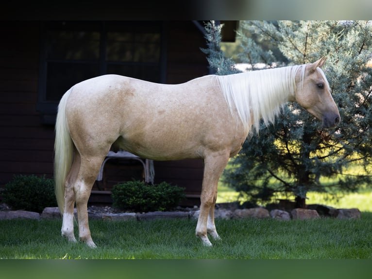 American Quarter Horse Gelding 4 years 14,3 hh Palomino in Millerstown