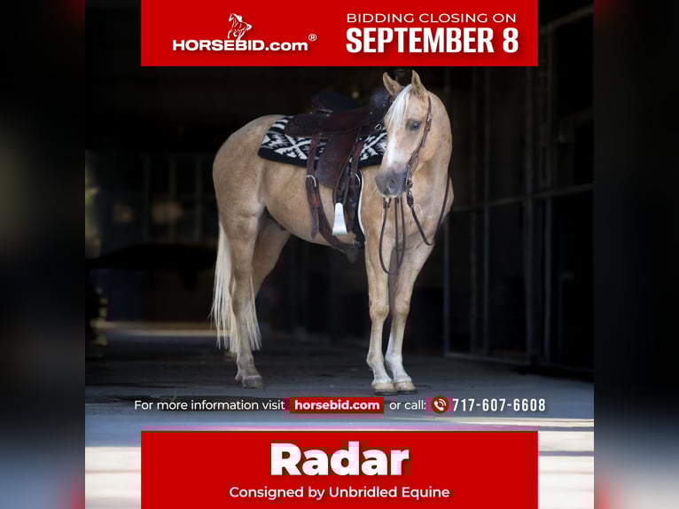 American Quarter Horse Gelding 4 years 14,3 hh Palomino in Millerstown