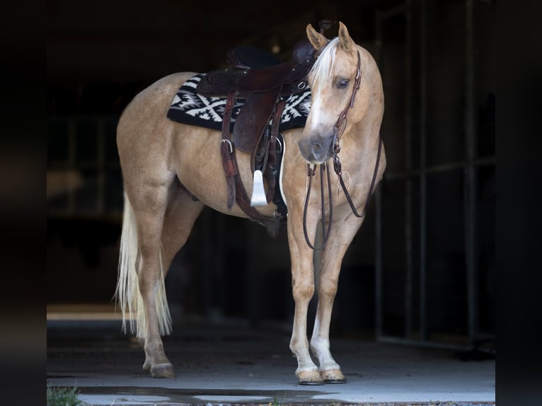American Quarter Horse Gelding 4 years 14,3 hh Palomino in Millerstown
