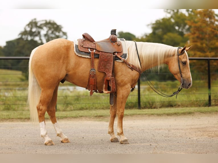 American Quarter Horse Gelding 4 years 14,3 hh Palomino in Morrilton, AR