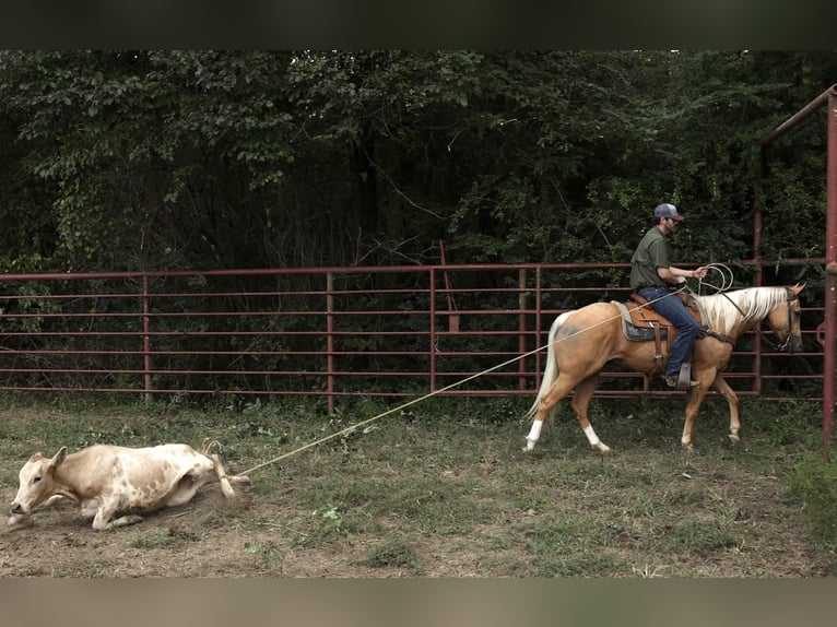 American Quarter Horse Gelding 4 years 14,3 hh Palomino in Morrilton, AR