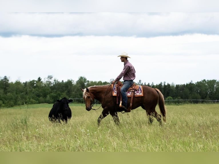 American Quarter Horse Gelding 4 years 14,3 hh Palomino in Nevis, MN