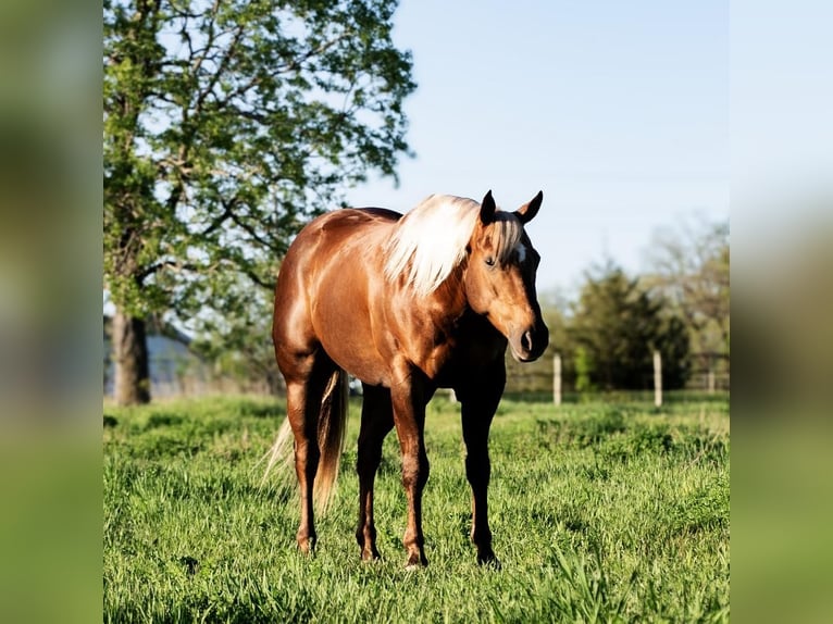 American Quarter Horse Gelding 4 years 14,3 hh Palomino in Nevis, MN