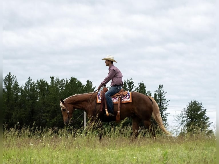 American Quarter Horse Gelding 4 years 14,3 hh Palomino in Nevis, MN