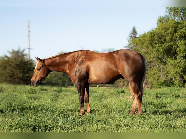 American Quarter Horse Gelding 4 years 14,3 hh Palomino in Nevis, MN