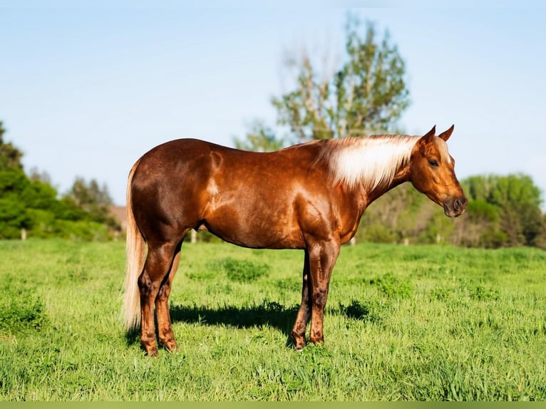 American Quarter Horse Gelding 4 years 14,3 hh Palomino in Nevis, MN