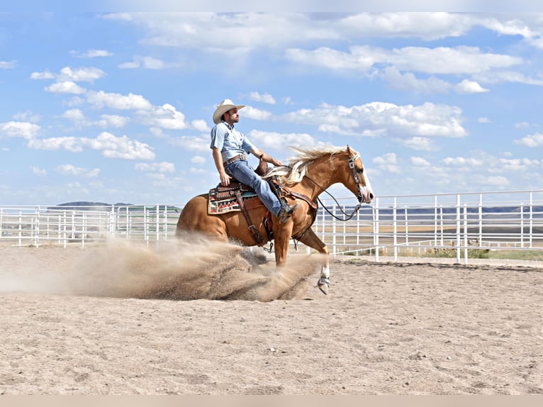 American Quarter Horse Gelding 4 years 14,3 hh Palomino in Bayard, Nebraska