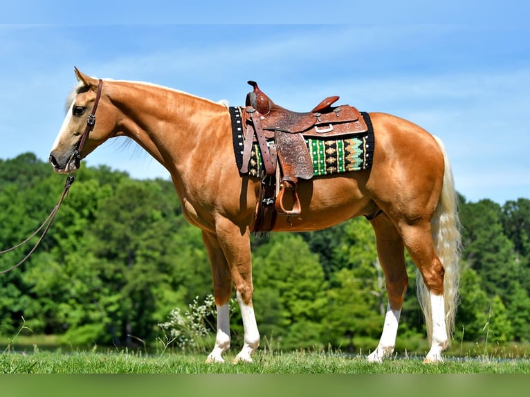 American Quarter Horse Gelding 4 years 14,3 hh Pinto in Lancaster