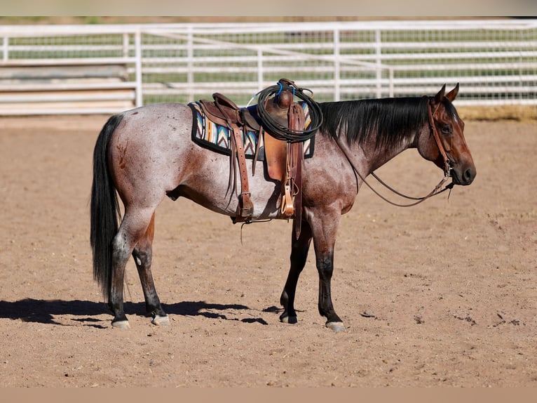 American Quarter Horse Gelding 4 years 14,3 hh Roan-Bay in Kirtland