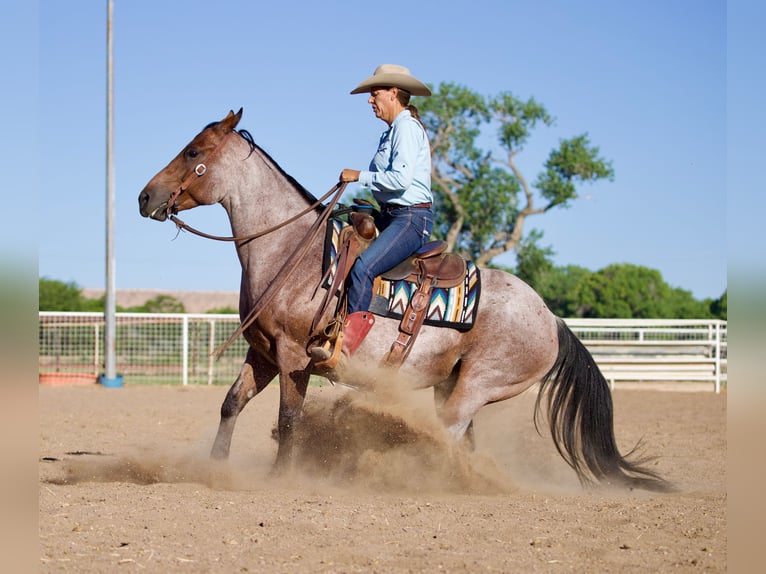 American Quarter Horse Gelding 4 years 14,3 hh Roan-Bay in Kirtland