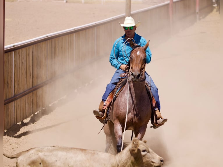 American Quarter Horse Gelding 4 years 14,3 hh Roan-Bay in Kirtland
