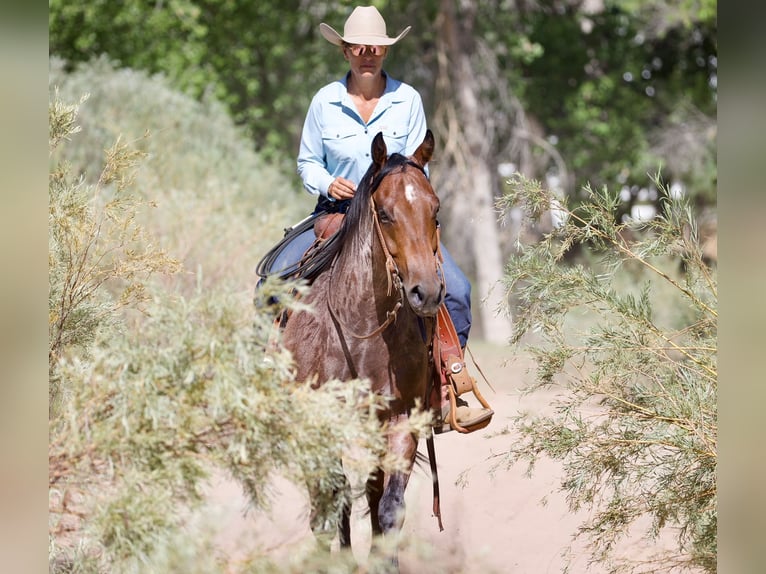 American Quarter Horse Gelding 4 years 14,3 hh Roan-Bay in Kirtland