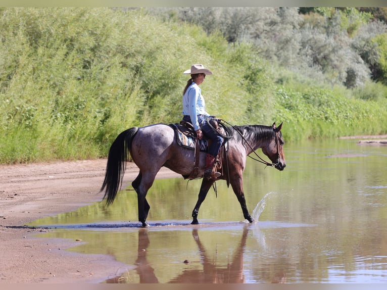 American Quarter Horse Gelding 4 years 14,3 hh Roan-Bay in Kirtland