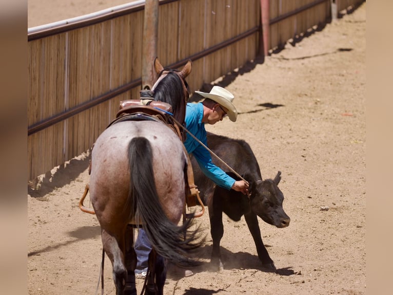 American Quarter Horse Gelding 4 years 14,3 hh Roan-Bay in Kirtland
