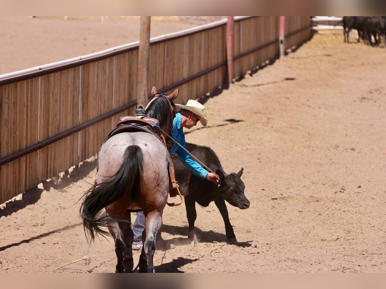 American Quarter Horse Gelding 4 years 14,3 hh Roan-Bay in Kirtland
