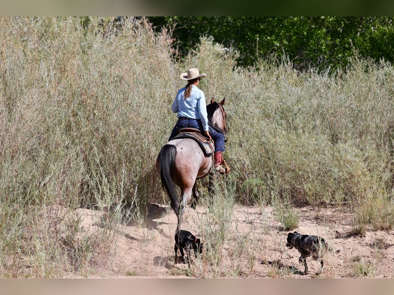 American Quarter Horse Gelding 4 years 14,3 hh Roan-Bay in Kirtland