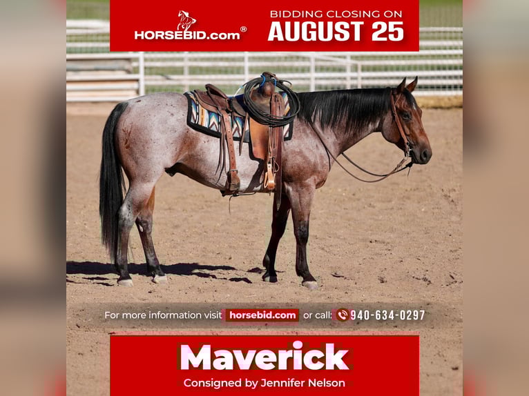 American Quarter Horse Gelding 4 years 14,3 hh Roan-Bay in Kirtland