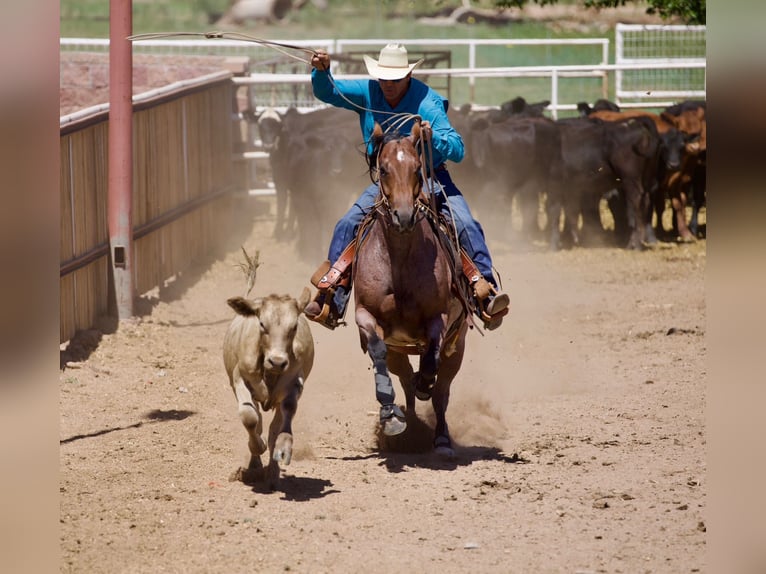 American Quarter Horse Gelding 4 years 14,3 hh Roan-Bay in Kirtland