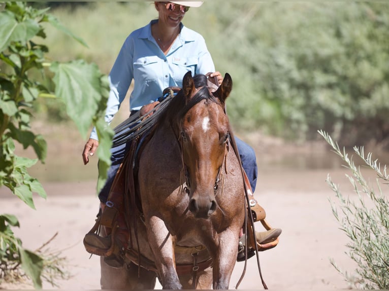 American Quarter Horse Gelding 4 years 14,3 hh Roan-Bay in Kirtland