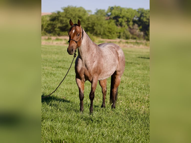 American Quarter Horse Gelding 4 years 14,3 hh Roan-Bay in Kirtland
