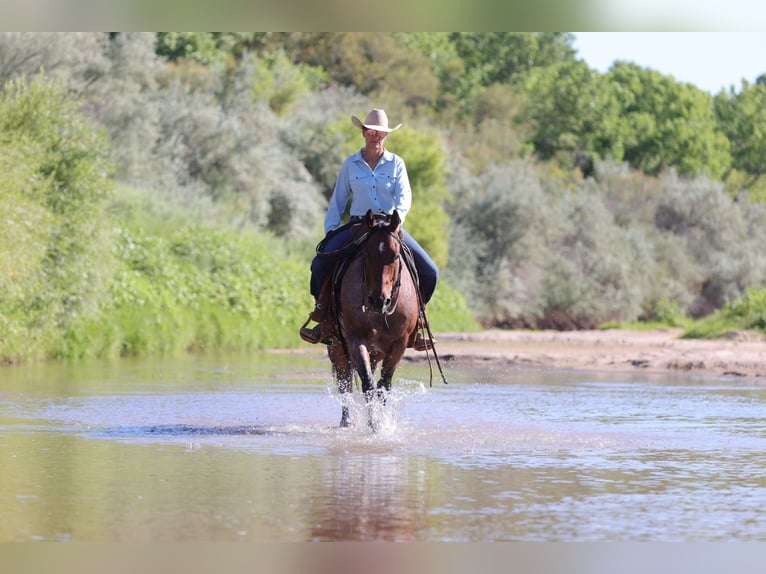 American Quarter Horse Gelding 4 years 14,3 hh Roan-Bay in Kirtland