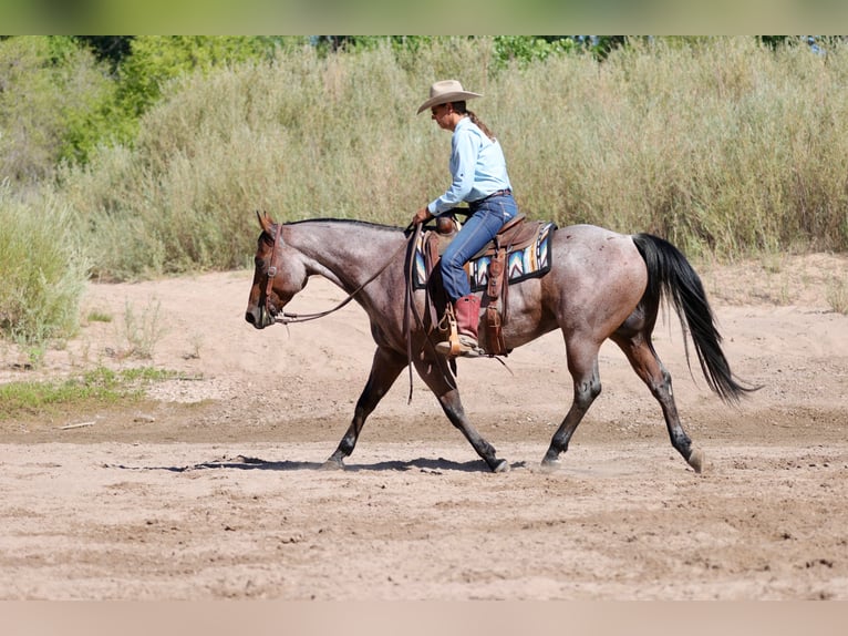 American Quarter Horse Gelding 4 years 14,3 hh Roan-Bay in Kirtland