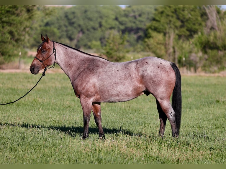 American Quarter Horse Gelding 4 years 14,3 hh Roan-Bay in Kirtland