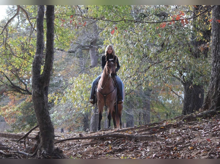 American Quarter Horse Gelding 4 years 14,3 hh Roan-Bay in Rusk Tx