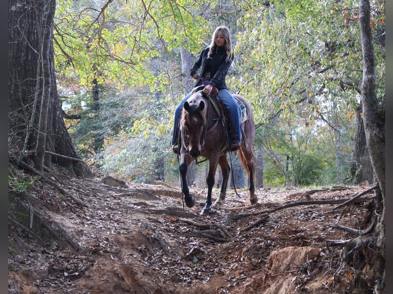 American Quarter Horse Gelding 4 years 14,3 hh Roan-Bay in Rusk Tx