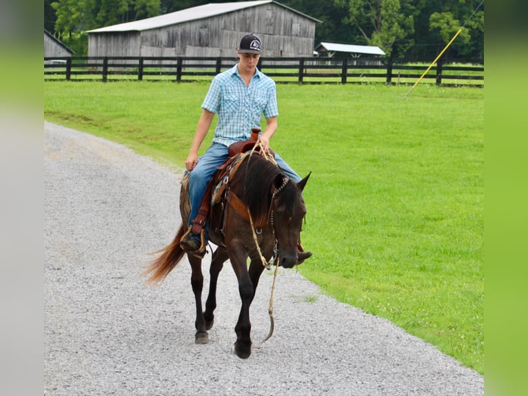 American Quarter Horse Gelding 4 years 14,3 hh Roan-Blue in Tompkinsville