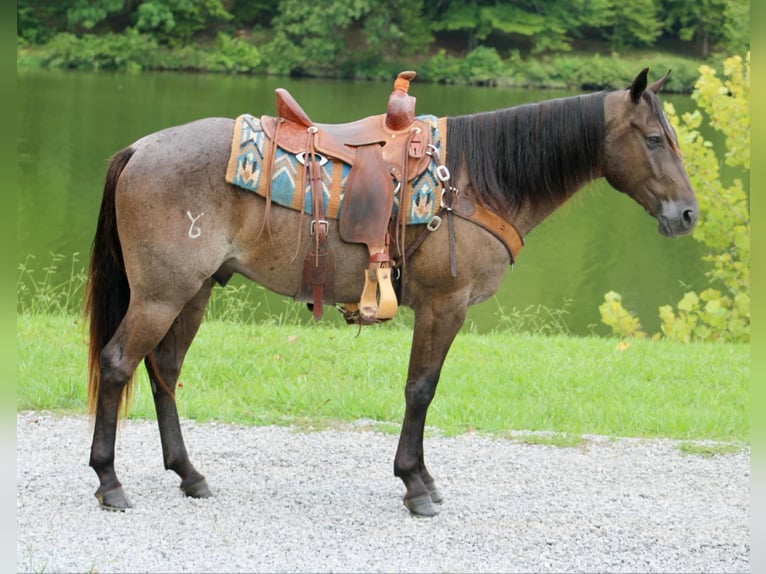 American Quarter Horse Gelding 4 years 14,3 hh Roan-Blue in Tompkinsville