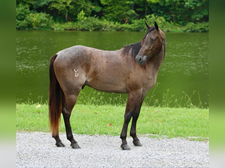 American Quarter Horse Gelding 4 years 14,3 hh Roan-Blue in Tompkinsville