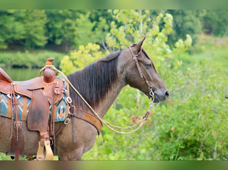 American Quarter Horse Gelding 4 years 14,3 hh Roan-Blue in Tompkinsville