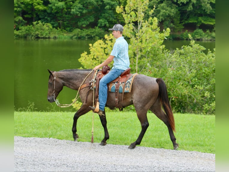 American Quarter Horse Gelding 4 years 14,3 hh Roan-Blue in Tompkinsville