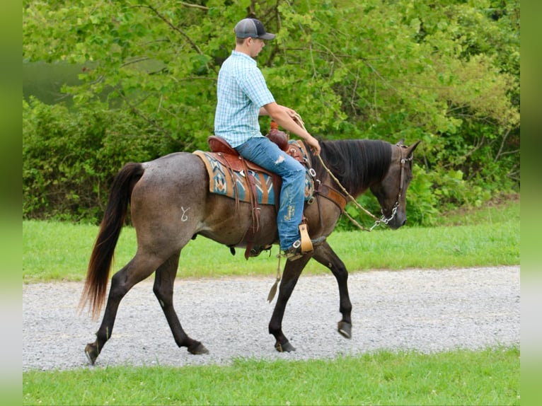 American Quarter Horse Gelding 4 years 14,3 hh Roan-Blue in Tompkinsville