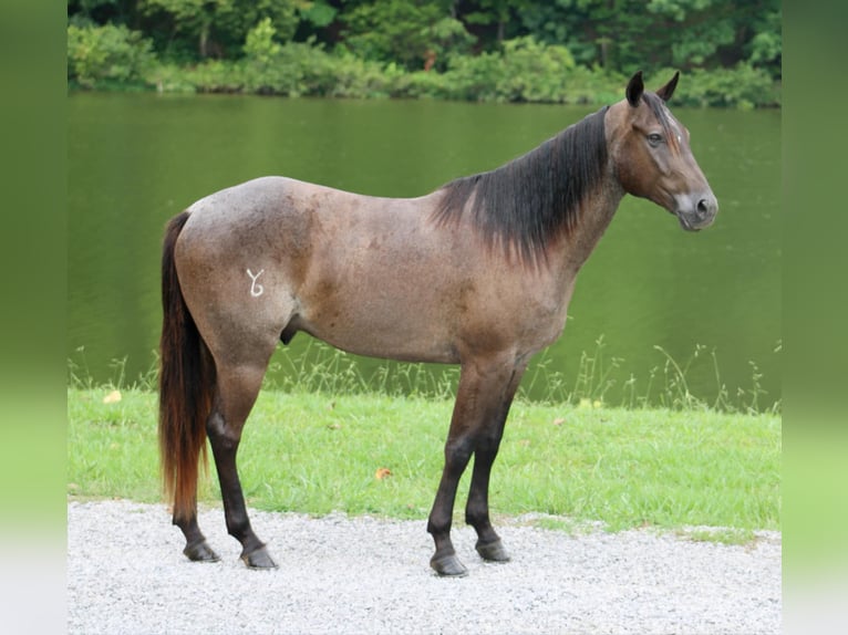 American Quarter Horse Gelding 4 years 14,3 hh Roan-Blue in Tompkinsville