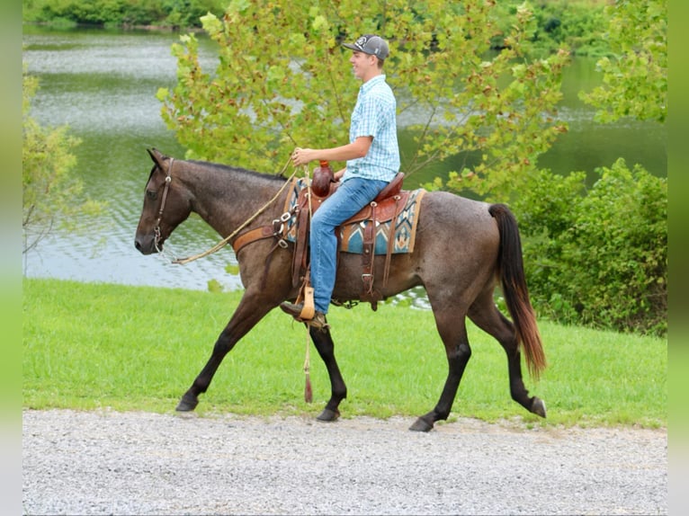 American Quarter Horse Gelding 4 years 14,3 hh Roan-Blue in Tompkinsville